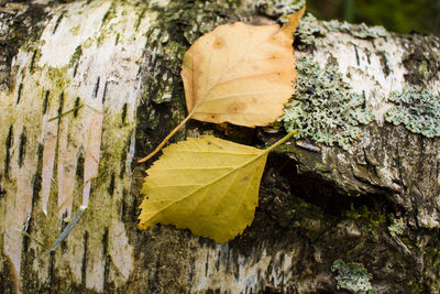 Close-up of yellow autumn leaves on tree trunk