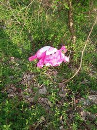 High angle view of pink flowers growing on field