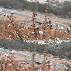 High angle view of flowering plants by land