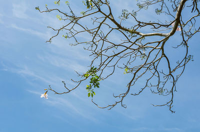 Low angle view of tree against blue sky