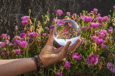 Low angle view of pink flowering plants