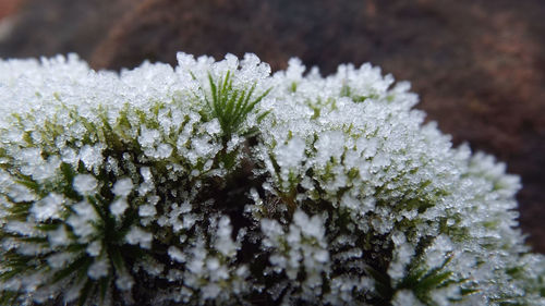 Close-up of frozen plant