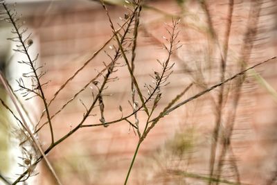 Close-up of plants growing on field