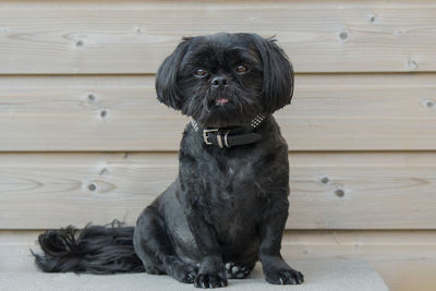 Portrait of shih tzu sitting on bench against wooden wall