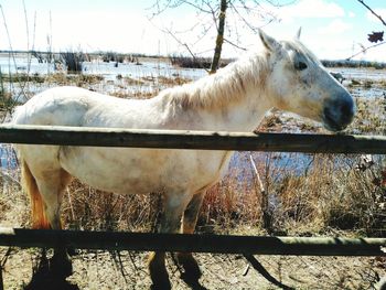 Horse standing on field against sky