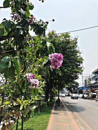 Pink flowering plants by road against sky