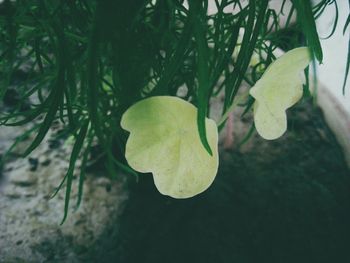 Close-up of fresh green plant