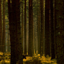 A beautiful pine tree forest scenery during spring in northern europe. tall pine trees.