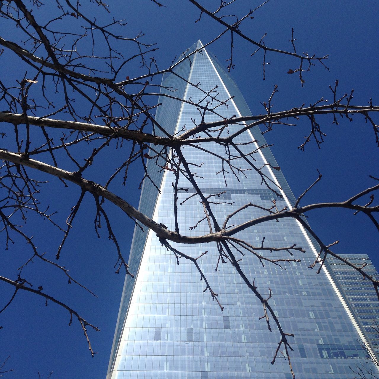 architecture, built structure, low angle view, building exterior, blue, bare tree, city, clear sky, modern, sky, building, office building, glass - material, day, tower, tall - high, outdoors, no people, skyscraper, sunlight