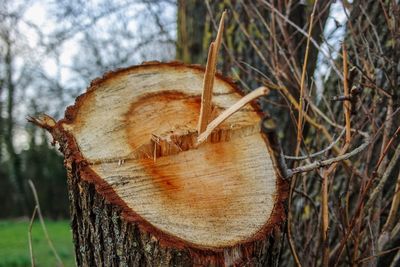 Close-up of tree stump in forest