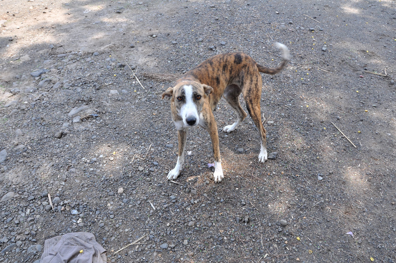 HIGH ANGLE VIEW OF DOG ON STREET