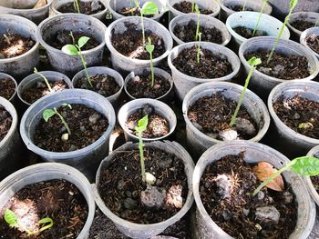 Full frame shot of potted plants