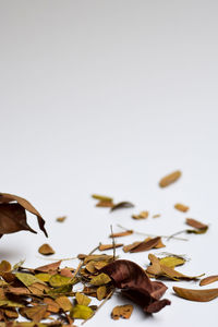 Close-up of dried leaves over white background