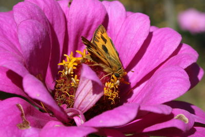 Close-up of honey bee on purple flower