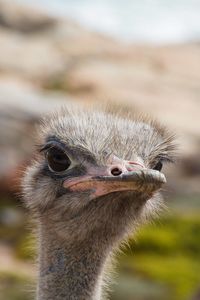 Close-up of ostrich outdoors