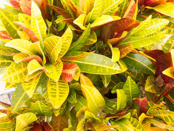 Full frame shot of yellow leaves on plant