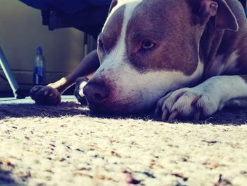 Close-up of dog lying down