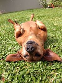 Close-up of dog relaxing on grass