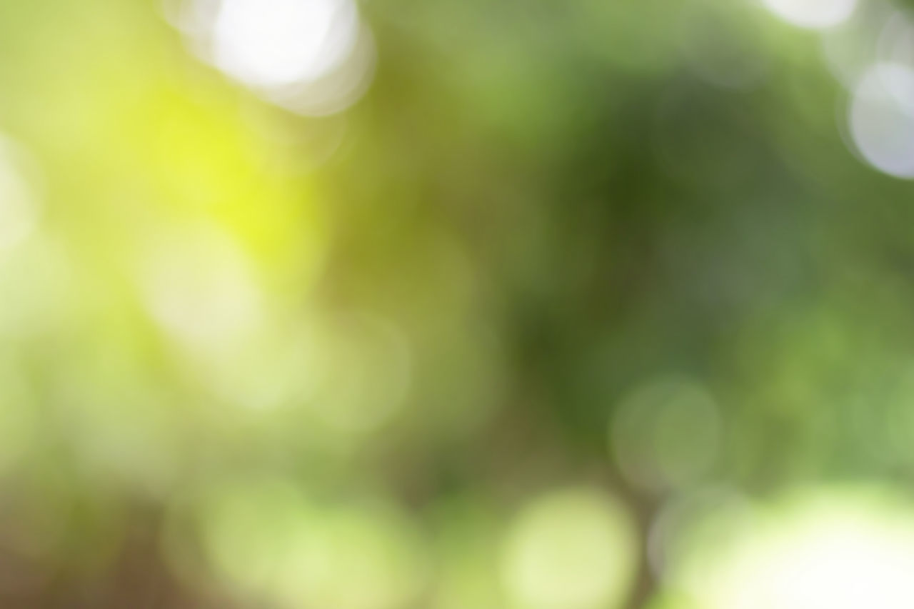 DEFOCUSED IMAGE OF GREEN PLANT