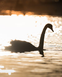 Swan swimming in a lake