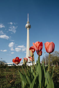 Low angle view of red flowering plants against sky