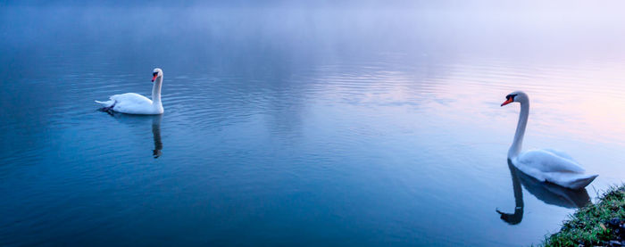 Swan swimming in lake