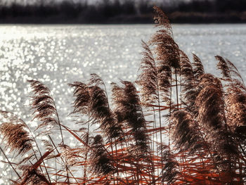 Close-up of plants against sea