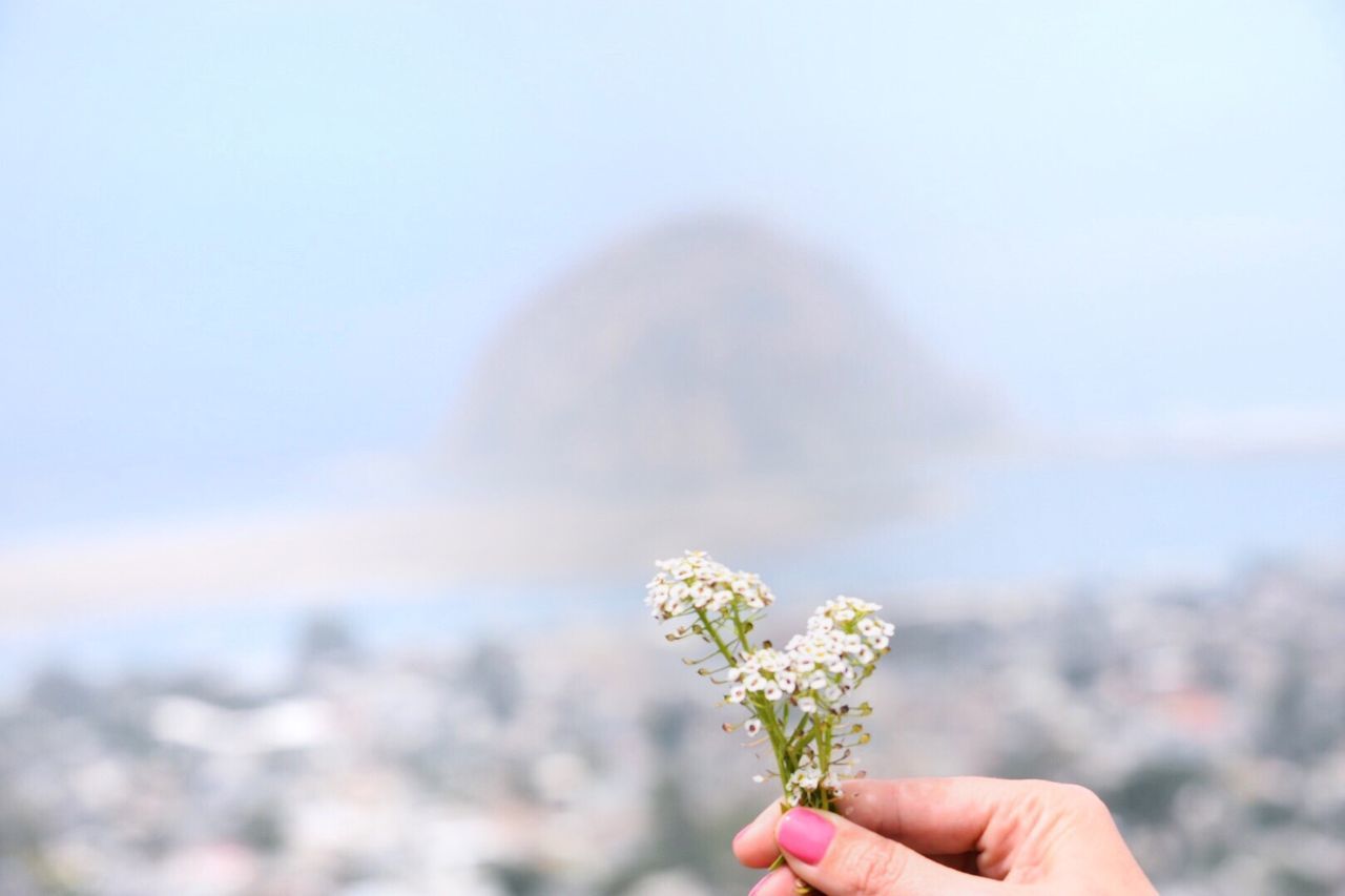 CLOSE-UP OF HAND HOLDING WHITE FLOWERING PLANT