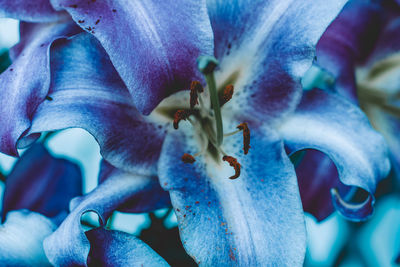 Close-up of purple blue flower