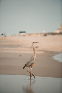 Bird on beach