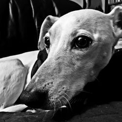 Close-up of a dog looking away