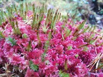 Close-up of pink flowers blooming outdoors