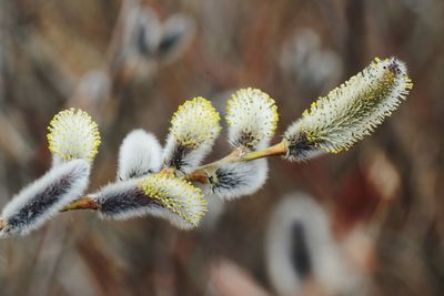 Close-up of flowering plant