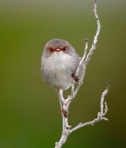 Close-up of bird perching on branch