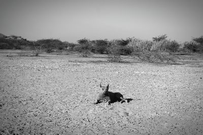 Dog on field against clear sky