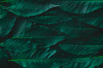 Full frame shot of green leaves