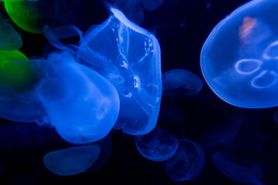 Close-up of jellyfish swimming in sea