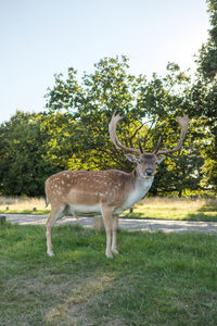 Deer standing in a field