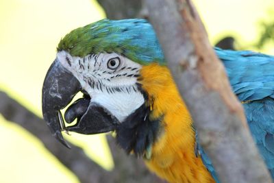 Close-up of a parrot