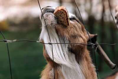 Close-up of a horse