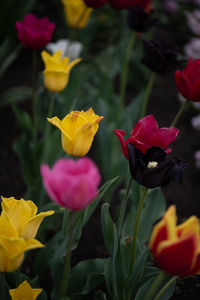 Close-up of rose bouquet