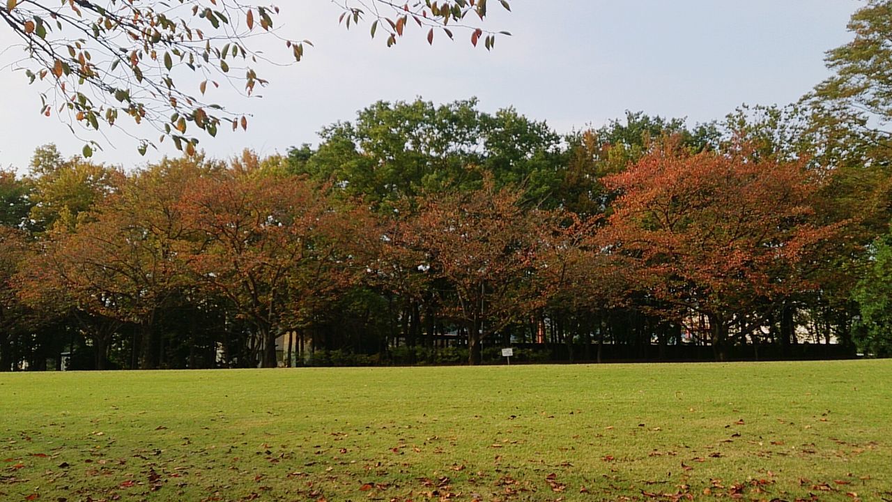 tree, grass, autumn, tranquility, growth, clear sky, change, tranquil scene, green color, branch, beauty in nature, nature, park - man made space, scenics, field, landscape, park, grassy, sky, season