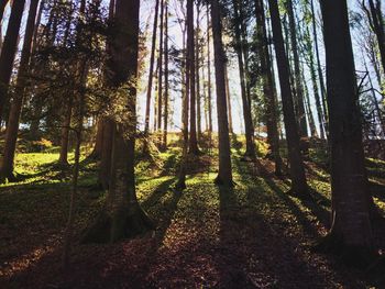 Trees in forest