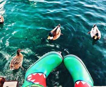 High angle view of ducks swimming in sea