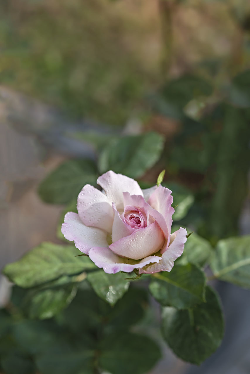 flower, plant, flowering plant, beauty in nature, rose, freshness, nature, close-up, petal, leaf, pink, plant part, flower head, inflorescence, blossom, fragility, no people, growth, garden roses, focus on foreground, outdoors, springtime, macro photography, selective focus, day