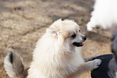 Close-up of dog looking away