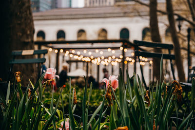 Close-up of plants against blurred background