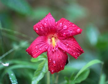 Close-up of wet red flower