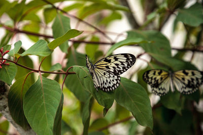 Close-up of butterfly on leaf