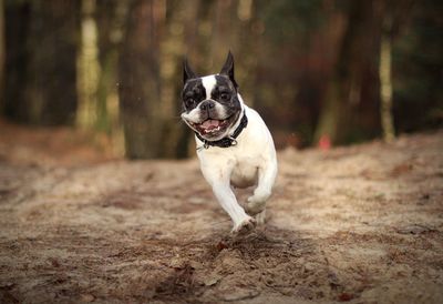 Dog running on dirt road